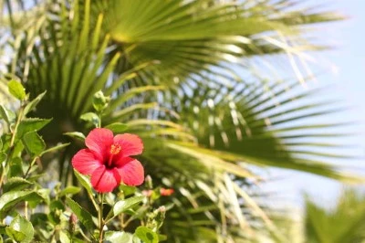 Hibiscus Sabdariffa Extract Hibiscus Sabdariffa Extract